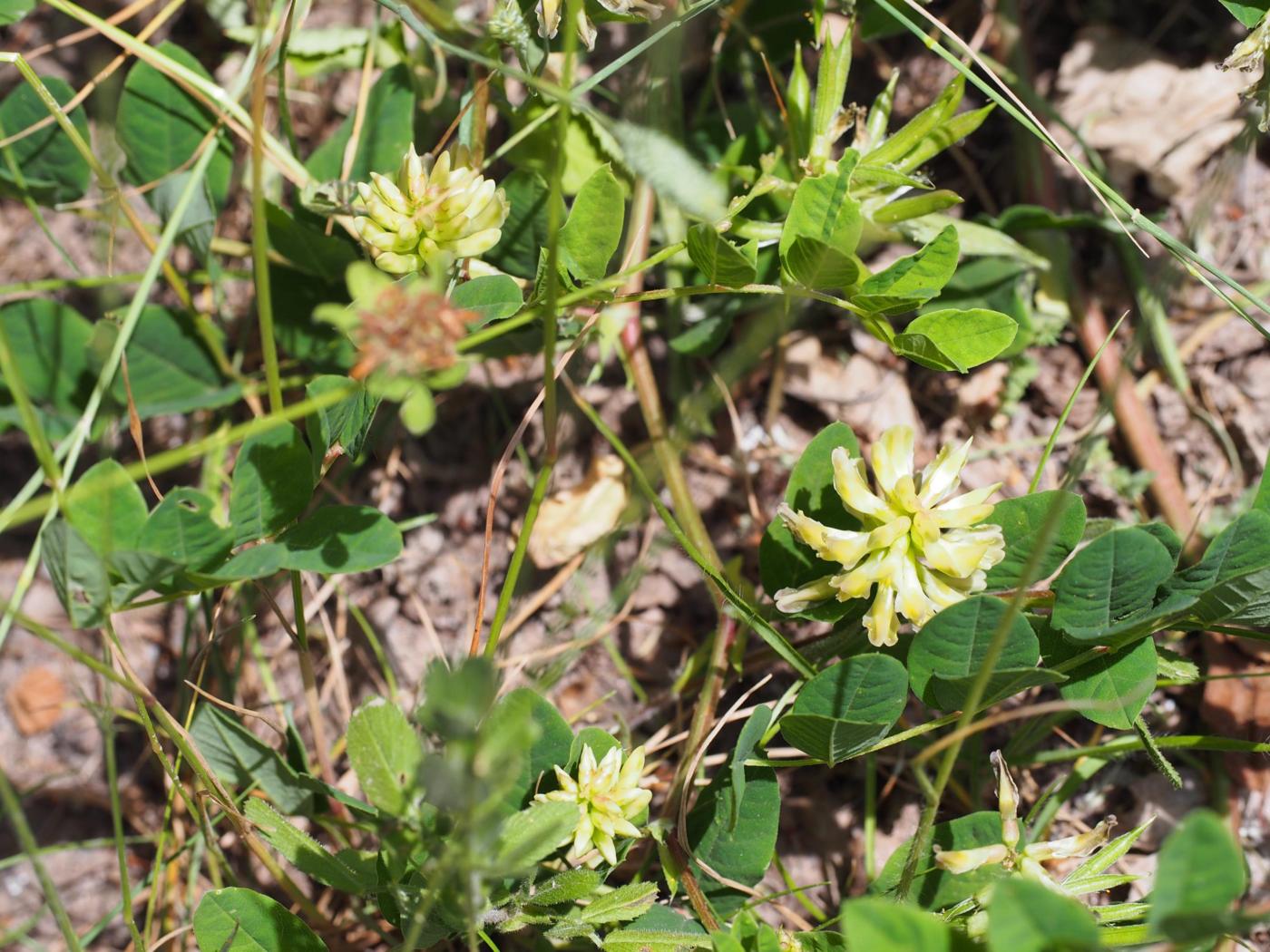 Liquorice, Wild plant